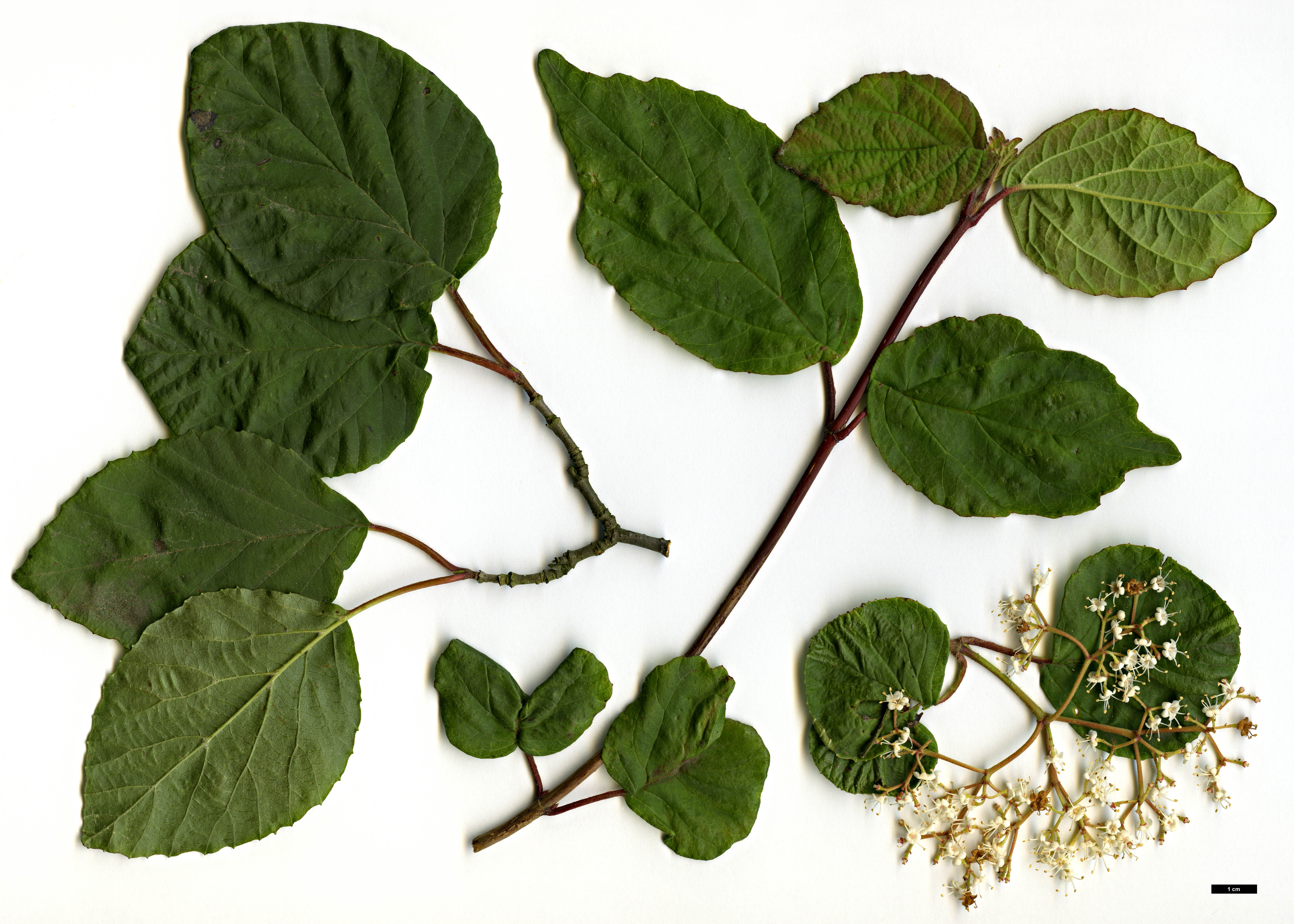 High resolution image: Family: Adoxaceae - Genus: Viburnum - Taxon: 'Oneida' (V.betulifolium × V.dilatatum)